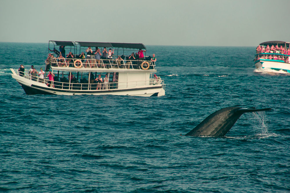 Wheels and Dolphin watching