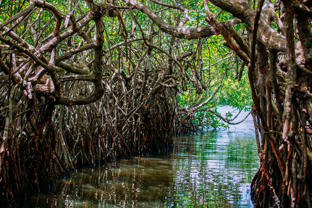 Mangrove Boat Tour