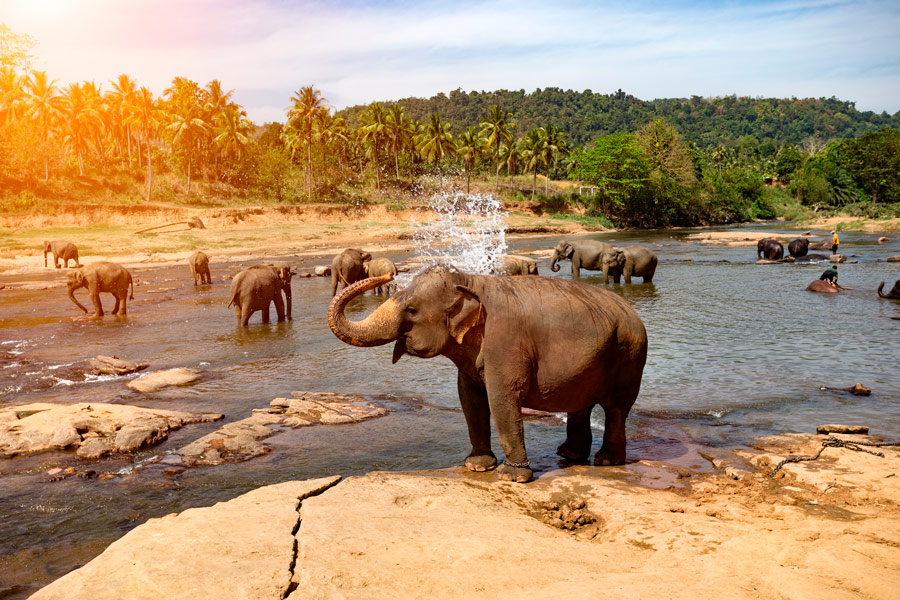 Pinnawala, Elephant Orphanage, Kandy,  Temple