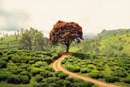 Nuwara Eliya, Ceylon tea, Gregory Lake, Horto