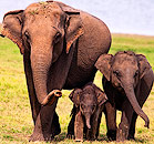 Birds, Elephants, wildlife, leopards, Udawala