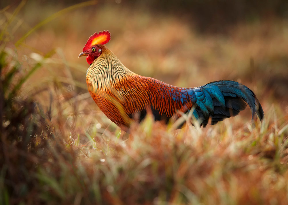 Yala National Park, Kumana National Park