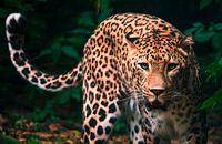 wildlife, safaris, Nature, elusive leopards, 