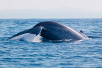 Mirissa, water sports, Whale-Watching