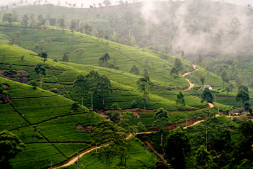 Nuwara Eliya, ea Plantations 